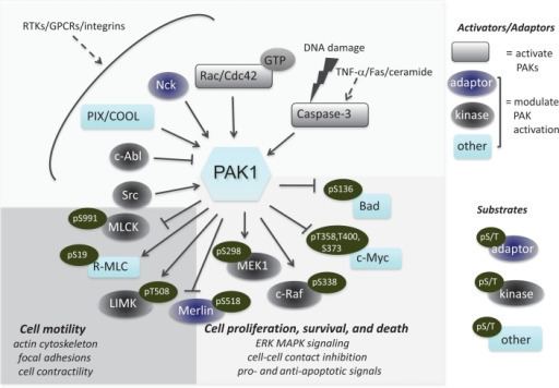 PAK1 PAK1 signaling pathways in mammalian cellsUpstream acti Openi