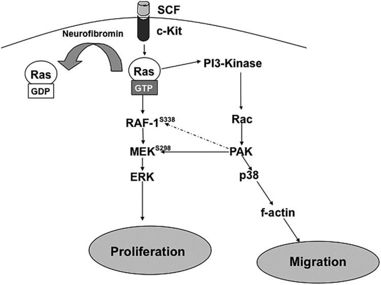 PAK1 Pak1 regulates multiple cKit mediated RasMAPK gaininfunction