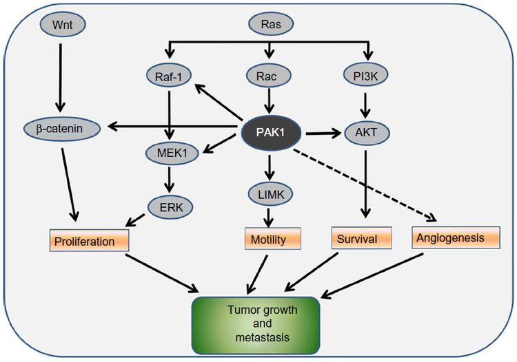 PAK1 Full text p21activated kinase family promising new drug targets