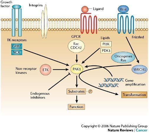 PAK1 Figure 1 p21activated kinases in cancer Nature Reviews Cancer
