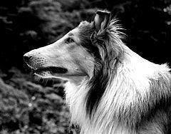 Pal (dog) httpsuploadwikimediaorgwikipediacommonsthu