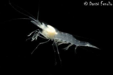 Palaemonetes Texas Cave Shrimp Palaemonetes antrorum anotheca