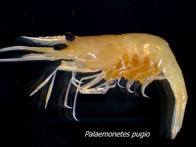 Palaemonetes pugio Palaemonetes pugio Palaemonid shrimpquot by Lauren McCarthy