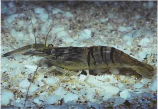 Palaemonidae AquaGuidenet Palaemonidae