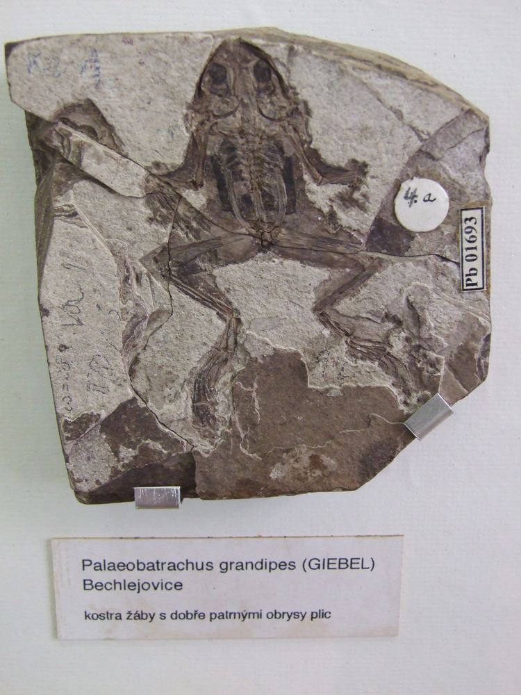 Palaeobatrachus FilePalaeobatrachus grandipes Palaeontological exhibition Prague