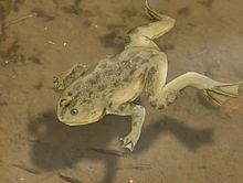 Palaeobatrachus httpsuploadwikimediaorgwikipediacommonsthu
