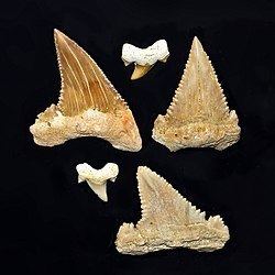 Palaeocarcharodon httpsuploadwikimediaorgwikipediacommonsthu