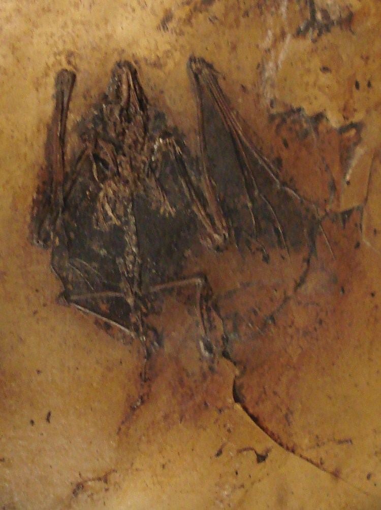 Palaeochiropterygidae