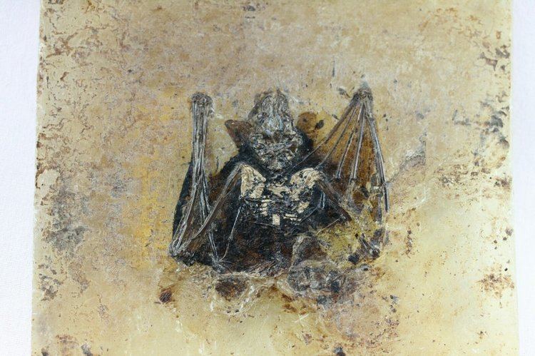 Palaeochiropteryx Palaeochiropteryx Messel Fossil Bat