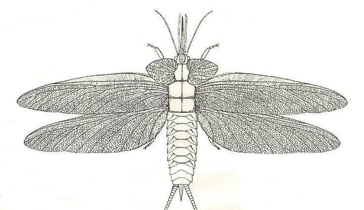 Palaeodictyoptera wings VI