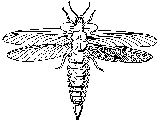 Palaeodictyoptera Palaeos Arthropoda Insecta Palaeodictyopteroida Palaeodictyoptera