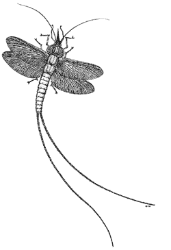 Palaeodictyoptera Variety of Life Palaeodictyoptera