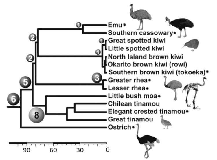 Palaeognathae Ancient DNA from ancient birds A tale of two palaeognathae papers