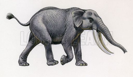 Palaeoloxodon falconeri Palaeoloxodon Falconeri Look and Learn History Picture Library