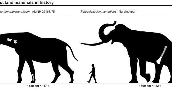 Palaeoloxodon namadicus The largest land mammals ever to exist Indricotherium