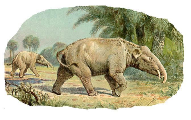 Palaeomastodon Evolution of elephants