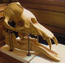 Palaeomastodon Palaeomastodon Wikipedia