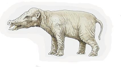 Palaeomastodon Evolution of elephants