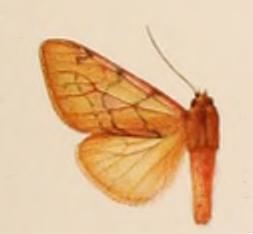 Palaeomolis purpurascens