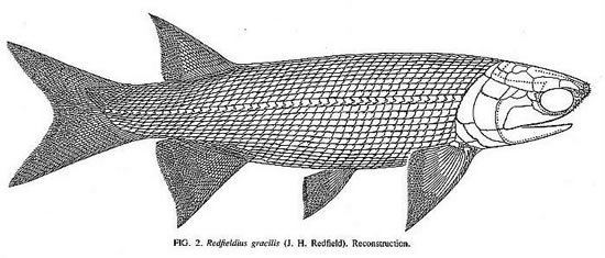 Palaeonisciformes Redfieldius