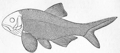 Palaeonisciformes Prawieczkoksztatne Wikipedia wolna encyklopedia