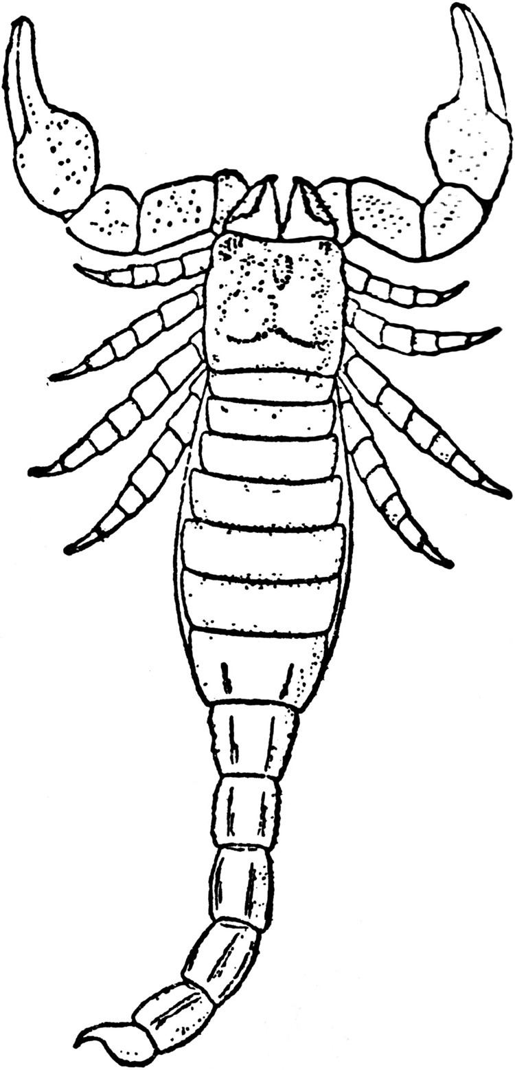 Palaeophonus File1911 BritannicaArachnidaPalaeophonus nunciuspng Wikimedia