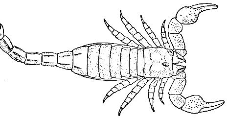 Palaeophonus Palaeophonus nuncius Wikipedia