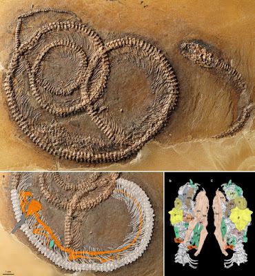 Palaeopython Species New to Science Paleontology 2016 Fossil Snake