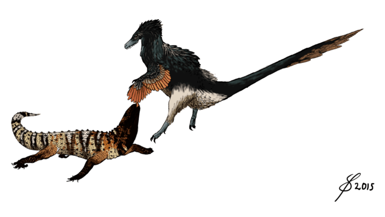 Palaeosaniwa SAURIAN Palaeosaniwa vs Archeroraptor