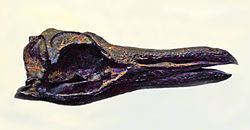 Palaeospheniscus httpsuploadwikimediaorgwikipediacommonsthu