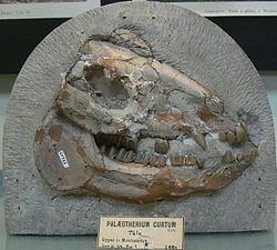 Palaeotheriidae httpsuploadwikimediaorgwikipediacommonsthu