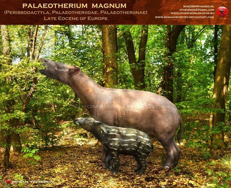 Palaeotherium Palaeotherium magnum by RomanYevseyev on DeviantArt