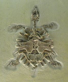 Palaeotrionyx httpsuploadwikimediaorgwikipediacommonsthu