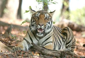 Palamau Tiger Reserve Palamau Tiger Reserve Jharkhand India