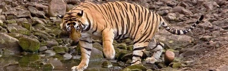 Palamau Tiger Reserve Palamau Tiger Reserve Palamau Tiger Reserve Jharkhand