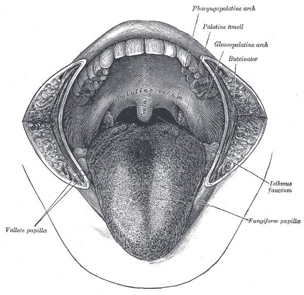 Palatoglossus muscle