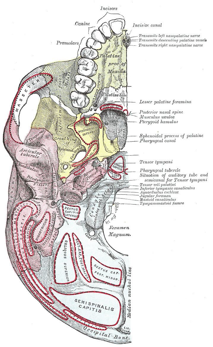 Palatovaginal canal