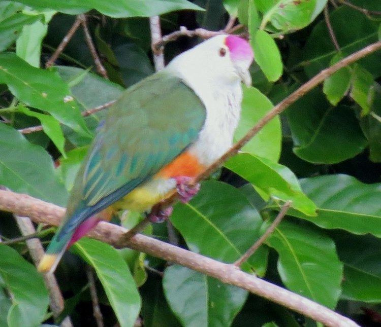 Palau fruit dove Birding for a Lark Six endemics from one spot Long Is Palau