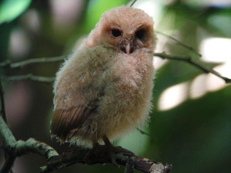 Palau owl Palau Owl Pyrroglaux podargina juvenile the Internet Bird