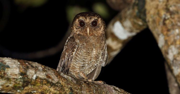 Palau owl Owls of The World from Genus Pyrroglaux Palau Owl The Owl Pages