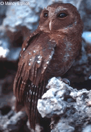 Palau owl Palau Owl Pyrroglaux podargina Planet of Birds