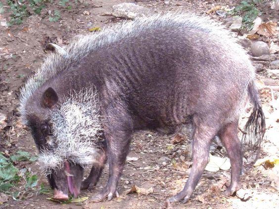 Palawan bearded pig Palawan Bearded Pig Sus ahoenobarbus Huet 1888 Local Name Pagil