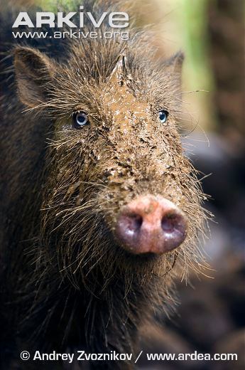 Palawan bearded pig Palawan bearded pig videos photos and facts Sus ahoenobarbus ARKive