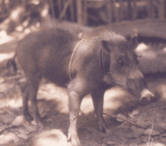 Palawan bearded pig Endemic to the Philippines Palawan Bearded Pig
