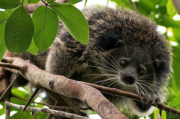 Palawan binturong 1000 images about bearcat on Pinterest Cats Baby with mother and