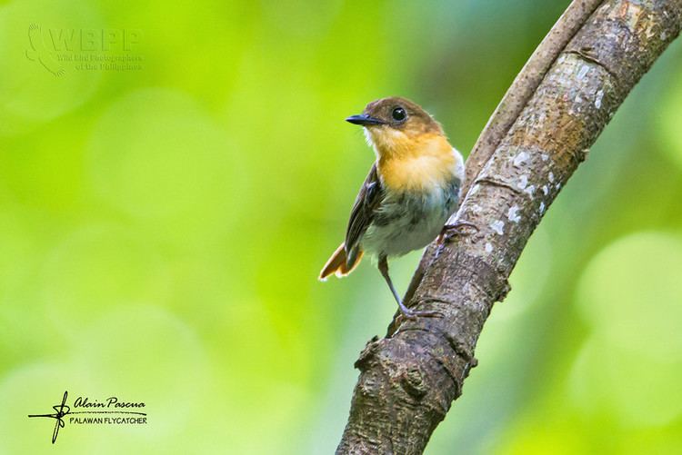 Palawan flycatcher Endangered Birds of the Philippines Alain Pascua