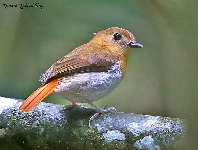 Palawan flycatcher Oriental Bird Club Image Database Photographers