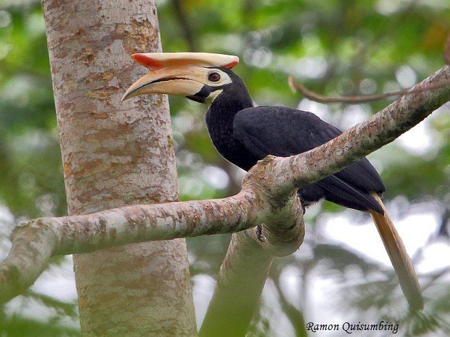 Palawan hornbill Oriental Bird Club Image Database Palawan Hornbill Anthracoceros