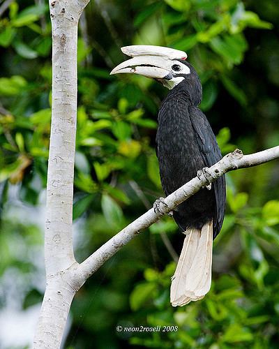 Palawan hornbill Palawan Hornbill Anthracoceros marchei Endemic Vulnerabl Flickr