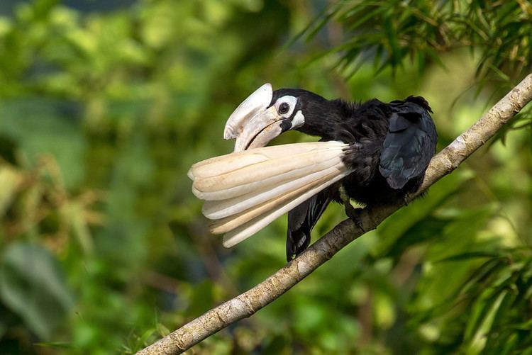 Palawan hornbill Endangered Birds of the Philippines Alain Pascua